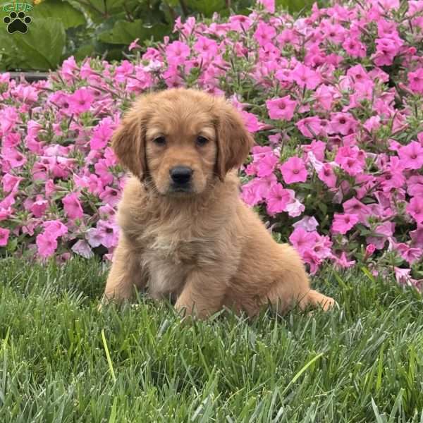 Simba, Golden Retriever Puppy