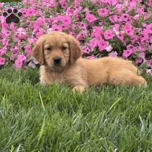 Simba, Golden Retriever Puppy