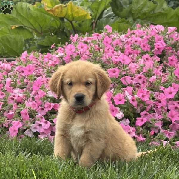 Storm, Golden Retriever Puppy