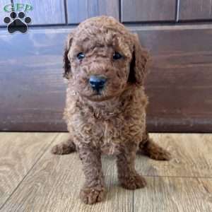 Daisy – Mini, Cockapoo Puppy