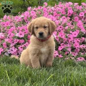 Storm, Golden Retriever Puppy