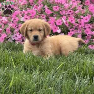 Storm, Golden Retriever Puppy