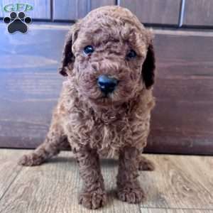 Daisy – Mini, Cockapoo Puppy