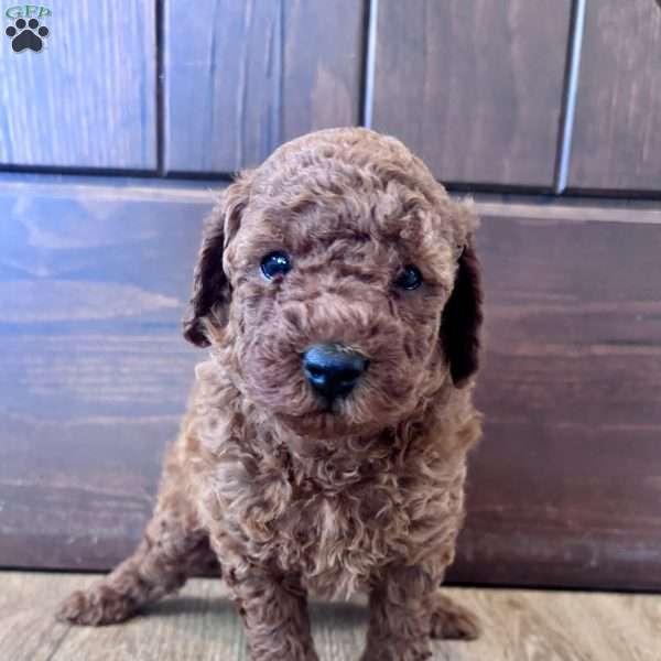 Daisy – Mini, Cockapoo Puppy