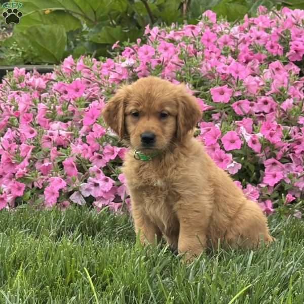 Sage, Golden Retriever Puppy