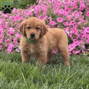 Sage, Golden Retriever Puppy