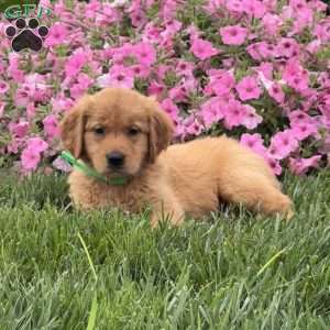 Sage, Golden Retriever Puppy