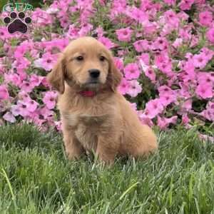 Sophia, Golden Retriever Puppy