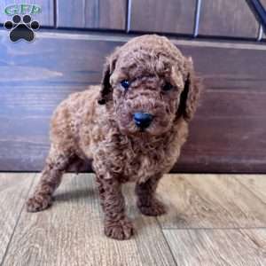 Daisy – Mini, Cockapoo Puppy