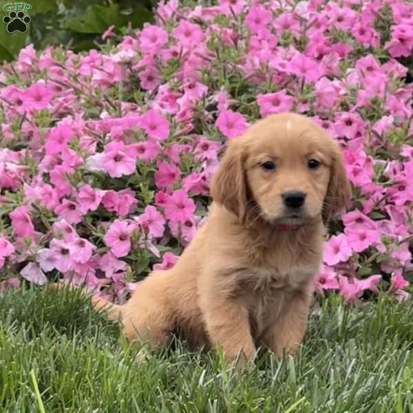 Sophia, Golden Retriever Puppy