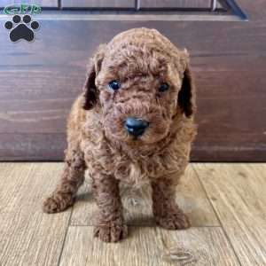 Daisy – Mini, Cockapoo Puppy
