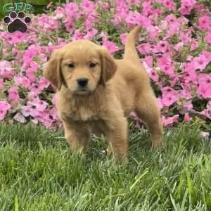 Sophia, Golden Retriever Puppy