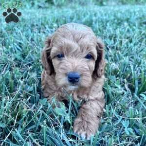 Rocky – Mini, Cockapoo Puppy