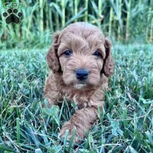 Rocky – Mini, Cockapoo Puppy