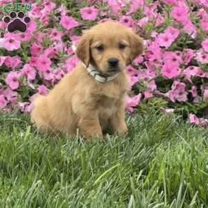 Sandy, Golden Retriever Puppy
