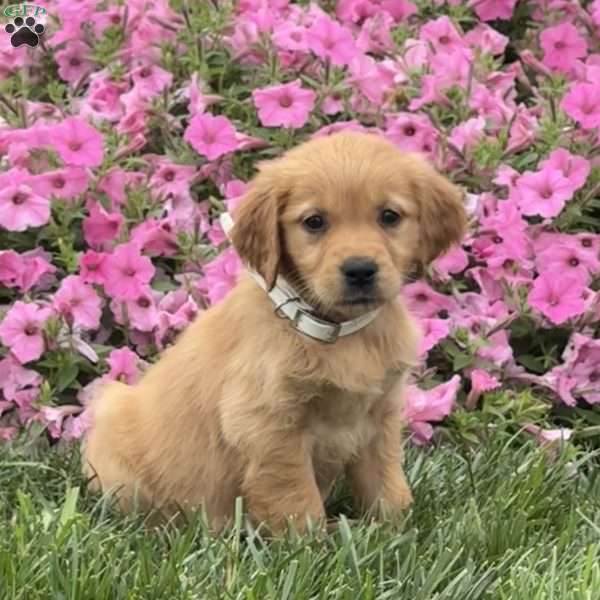 Sandy, Golden Retriever Puppy