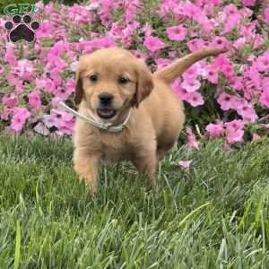 Sandy, Golden Retriever Puppy