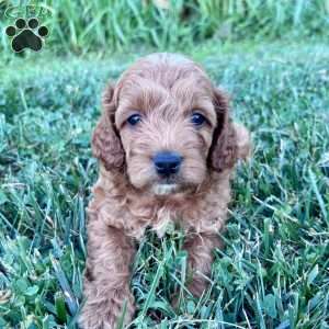 Rocky – Mini, Cockapoo Puppy