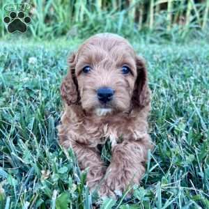 Rocky – Mini, Cockapoo Puppy