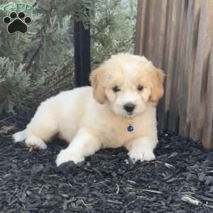 Lilly, Mini Labradoodle Puppy