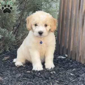 Lilly, Mini Labradoodle Puppy