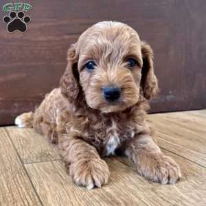 Rocky – Mini, Cockapoo Puppy