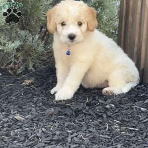 Lilly, Mini Labradoodle Puppy