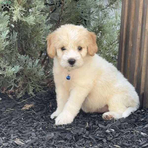 Lilly, Mini Labradoodle Puppy