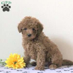 Ian, Cavapoo Puppy