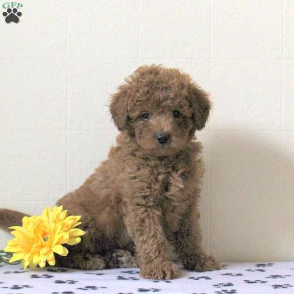 Ian, Cavapoo Puppy