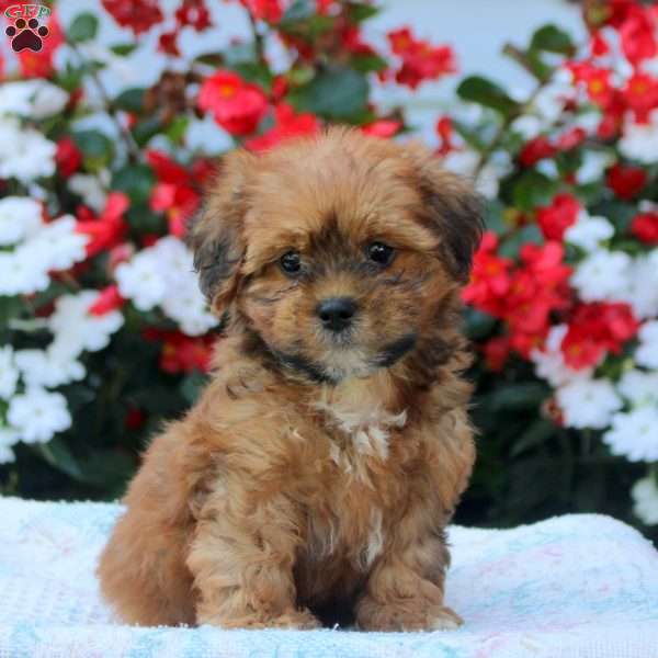 Ian, Shih-Poo Puppy