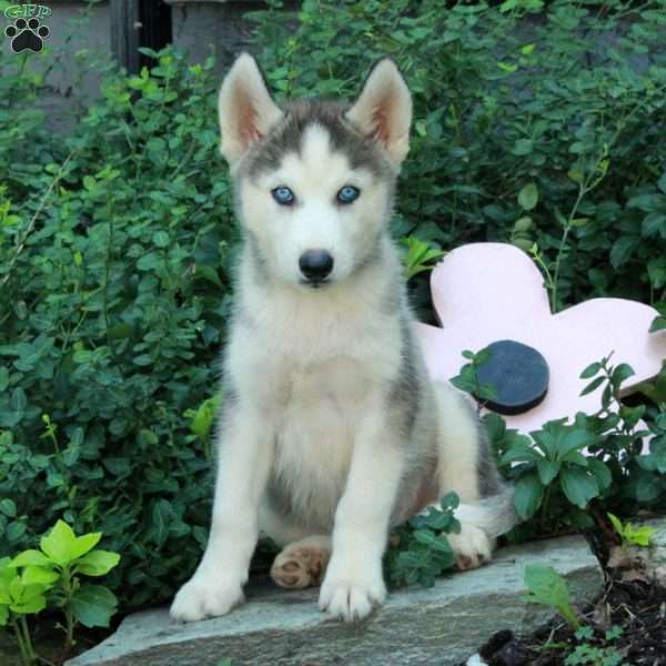 Ian, Siberian Husky Puppy