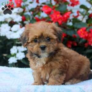 Ian, Shih-Poo Puppy