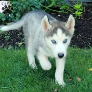 Ian, Siberian Husky Puppy
