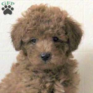 Ian, Cavapoo Puppy