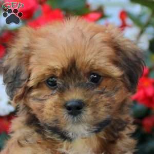 Ian, Shih-Poo Puppy
