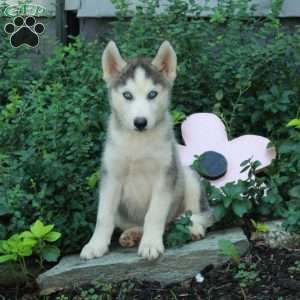Ian, Siberian Husky Puppy
