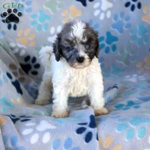 Ice Cream, Cavapoo Puppy