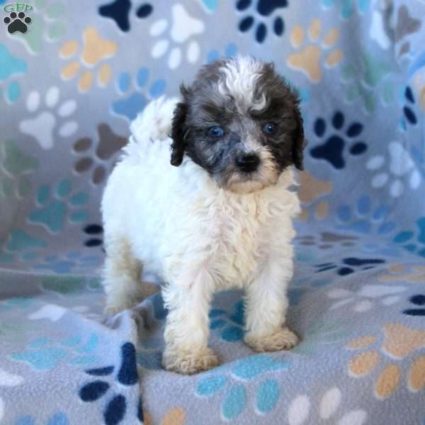 Ice Cream, Cavapoo Puppy
