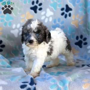 Ice Cream, Cavapoo Puppy