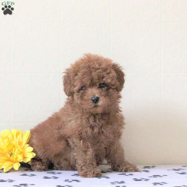 Ida, Cavapoo Puppy