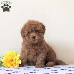 Ida, Cavapoo Puppy