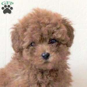 Ida, Cavapoo Puppy