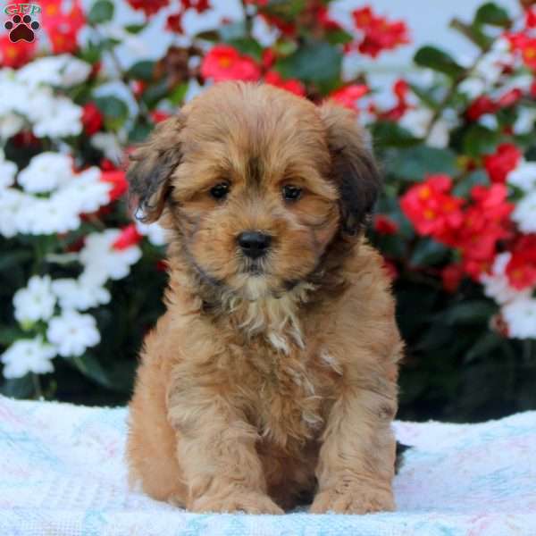 Idris, Shih-Poo Puppy