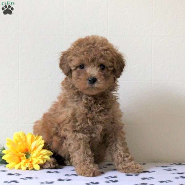 Idris, Cavapoo Puppy