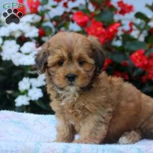Idris, Shih-Poo Puppy