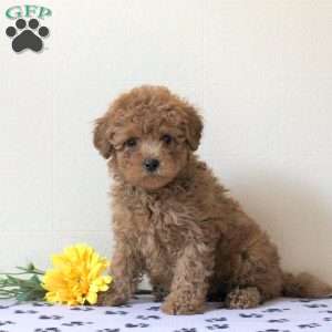 Idris, Cavapoo Puppy