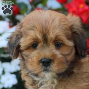 Idris, Shih-Poo Puppy