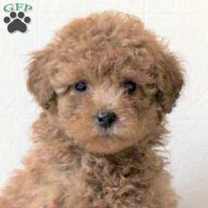 Idris, Cavapoo Puppy