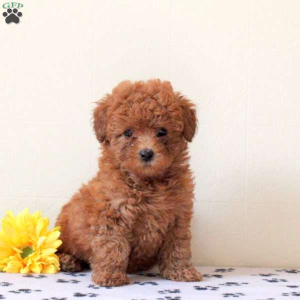 Imani, Cavapoo Puppy